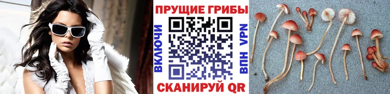 Псилоцибиновые грибы Magic Shrooms  Новотитаровская 